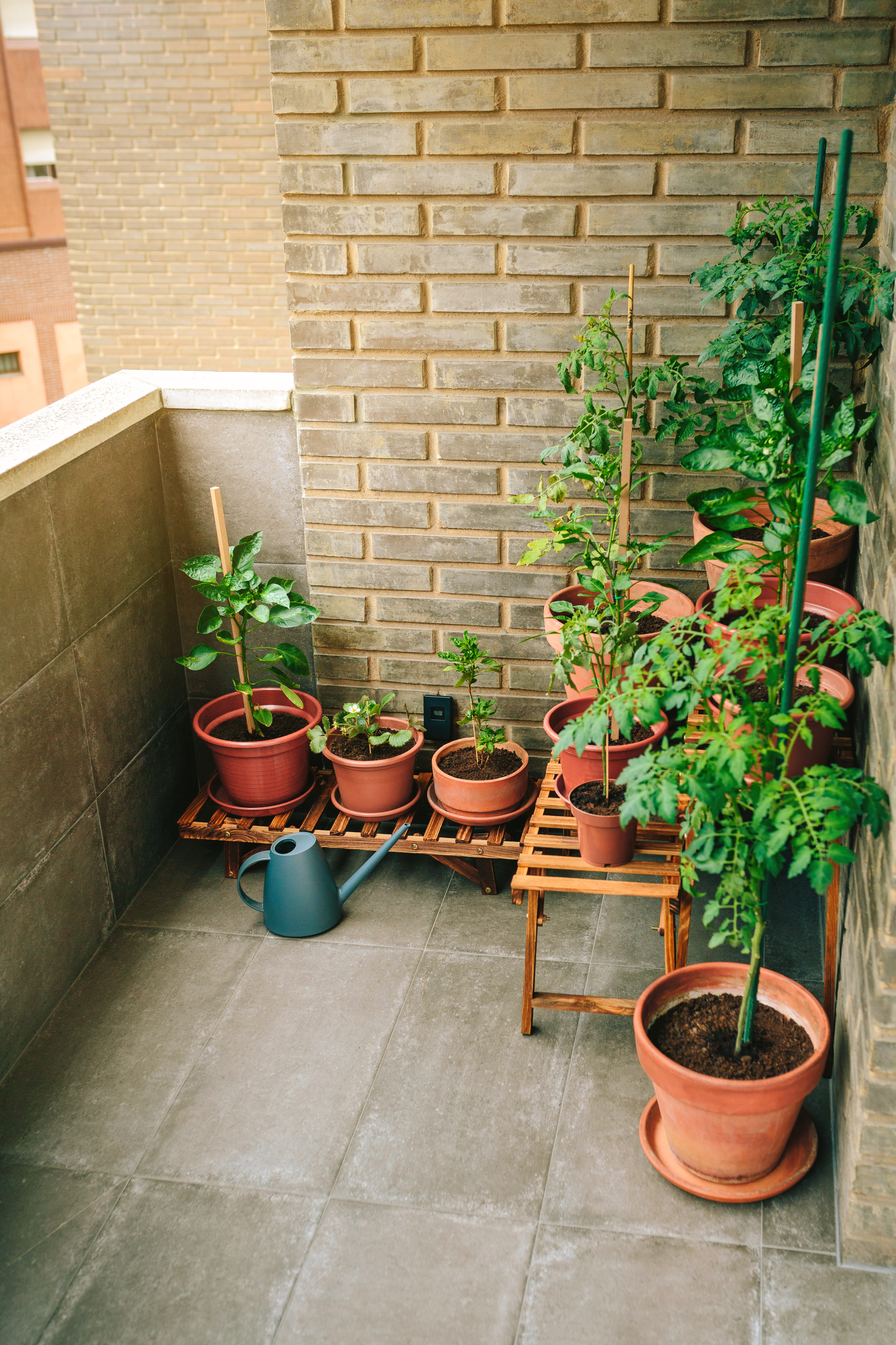 Domowy ogród: jak urządzić balkon pełen roślin?