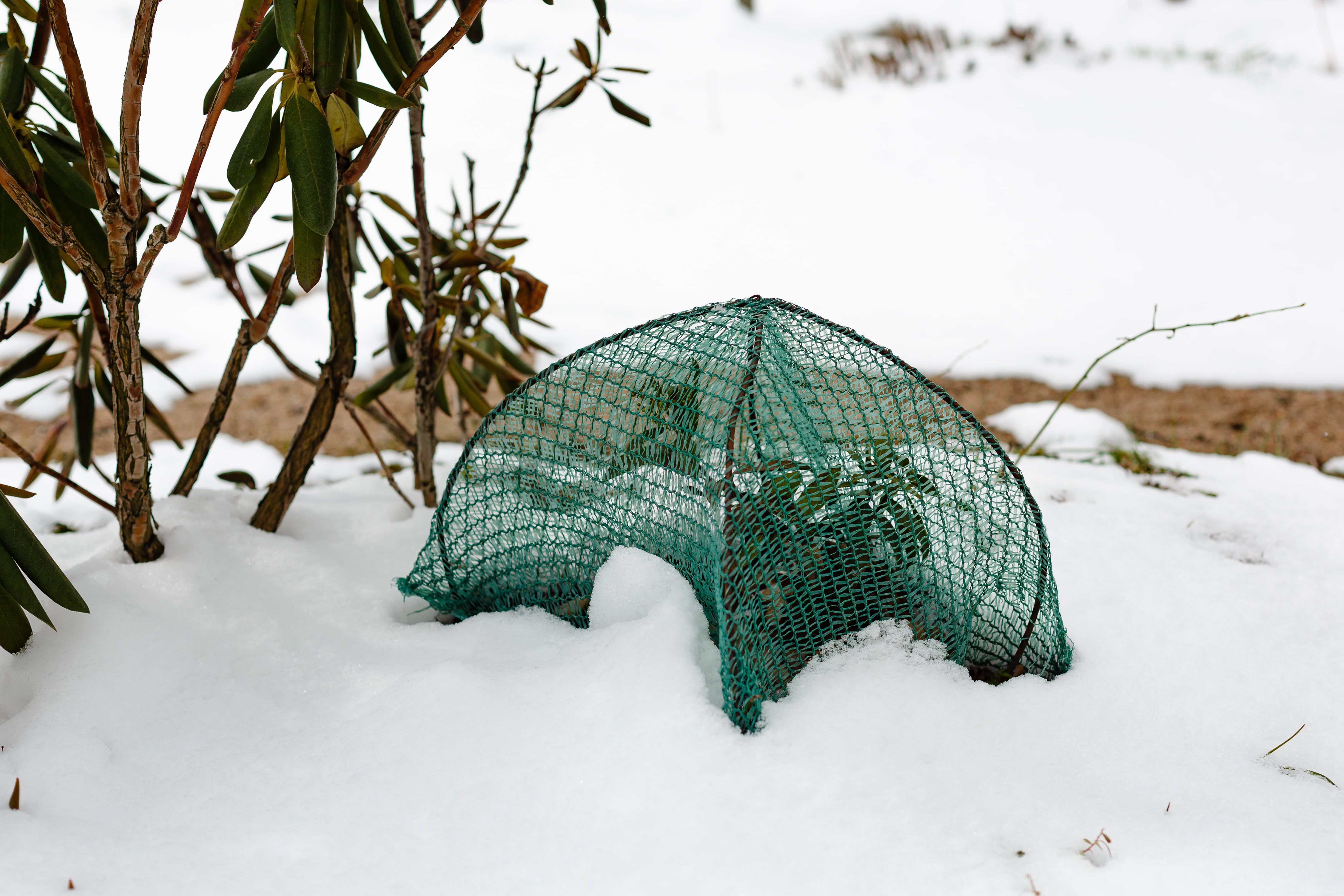 Jak zabezpieczyć młode drzewka przed mrozem? Kompleksowy poradnik ogrodnika